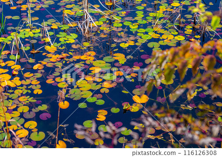 [Autumn leaves material] Autumn leaves of Shiga Highlands and Lotus Pond [Nagano Prefecture] 116126308