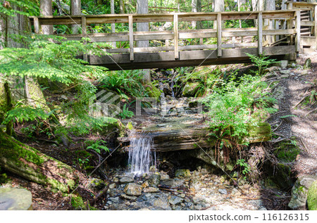 Uphill pathway leading to  the Cascade Falls located Northeast of Mission, British Columbia, Canada 116126315