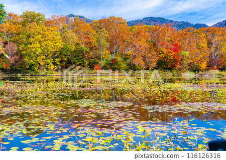 [Autumn leaves material] Autumn leaves of Shiga Highlands and Lotus Pond [Nagano Prefecture] 116126316