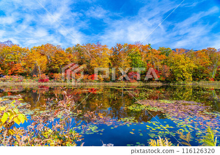 [紅葉素材] 滋賀高原和荷花池的紅葉[長野縣] 116126320
