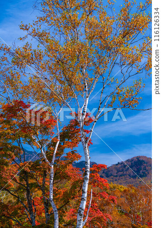 [紅葉素材] 滋賀高原和荷花池的紅葉[長野縣] 116126334