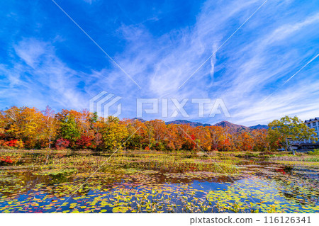[紅葉素材] 滋賀高原和荷花池的紅葉[長野縣] 116126341