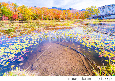 [紅葉素材] 滋賀高原和荷花池的紅葉[長野縣] 116126342