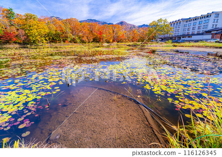 [紅葉素材] 滋賀高原和荷花池的紅葉[長野縣] 116126345