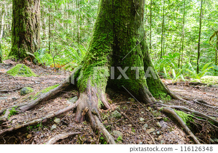 Surface roots of a large old tree in a dense forest 116126348