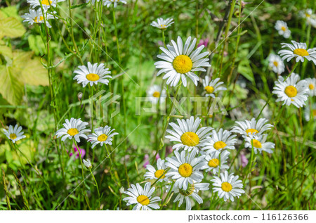 Wild flowers of Fraser Valley, BC, Canada 116126366