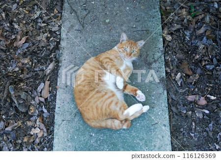 A lying cat A lying cat 116126369