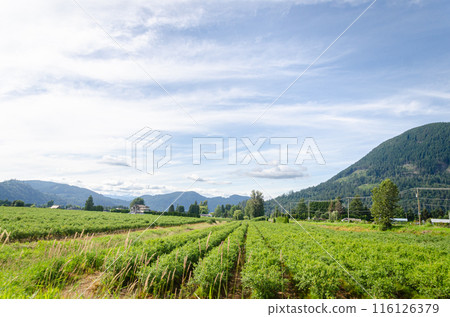 Agricultural farms in Fraser Valley, BC, Canada 116126379