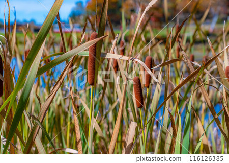 [Autumn leaves] Cattails in the lotus pond at Shiga Kogen in autumn [Nagano Prefecture] 116126385