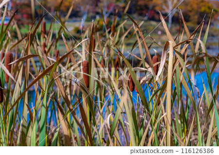 [Autumn leaves] Cattails in the lotus pond at Shiga Kogen in autumn [Nagano Prefecture] 116126386