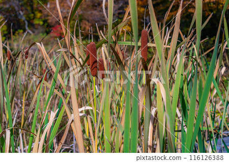 [Autumn leaves] Cattails in the lotus pond at Shiga Kogen in autumn [Nagano Prefecture] 116126388