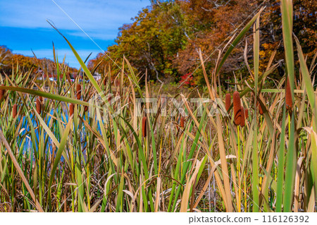 [Autumn leaves] Cattails in the lotus pond at Shiga Kogen in autumn [Nagano Prefecture] 116126392