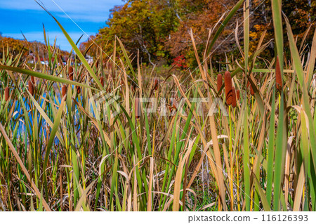 [秋葉素材] 秋天的滋賀高原蓮花池的香蒲耳朵[長野縣] 116126393