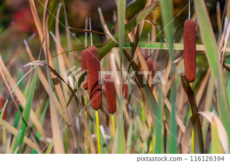 [秋葉素材] 秋天的滋賀高原蓮花池的香蒲耳朵[長野縣] 116126394
