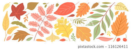 Colorful autumn leaves set, red, yellow, orange leaves on white background, fall thanksgiving theme 116126411