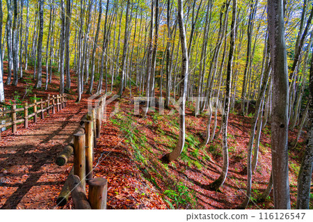 [Forest material] Autumn beauty forest [Niigata Prefecture] 116126547
