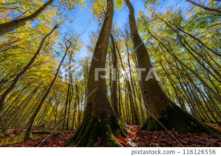 [Forest material] Autumn beauty forest [Niigata Prefecture] 116126556
