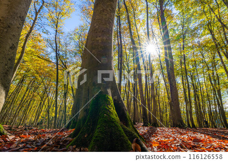 [森林素材] 秋天的美麗森林[新潟縣] 116126558