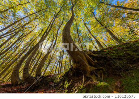 [Forest material] Autumn beauty forest [Niigata Prefecture] 116126573