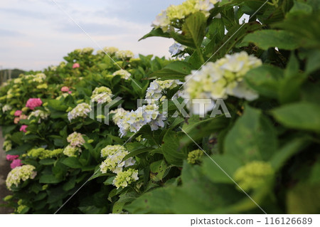 白色繡球花 白色繡球花 116126689