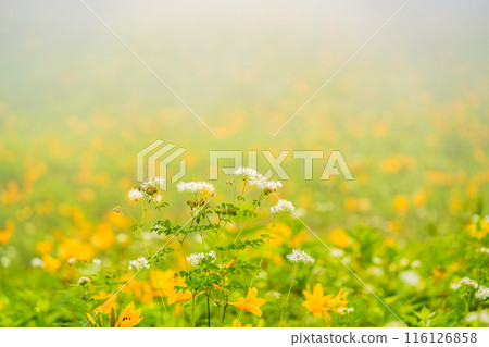 [Tochigi Prefecture] Nikko Kirifuri Highlands: Karamatsusou and Hemerocallis middendorffii 116126858