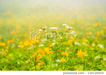 [Tochigi Prefecture] Nikko Kirifuri Highlands: Karamatsusou and Hemerocallis middendorffii 116126859