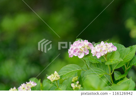 被雨季的雨打濕的繡球花 116126942