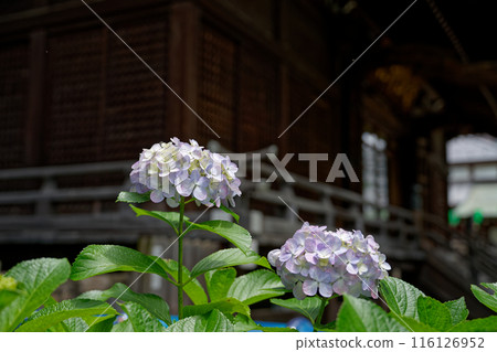 Shrine and blue hydrangea Shrine and blue hydrangea 116126952