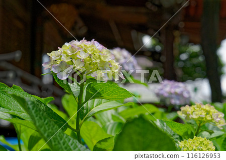 Shrine worship hall and blue hydrangeas Shrine worship hall and blue hydrangeas 116126953