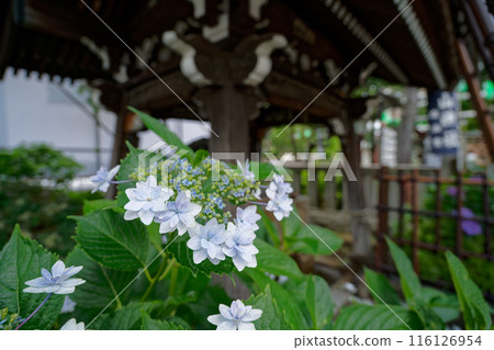Shrine and blue calyx hydrangea Shrine and blue calyx hydrangea 116126954