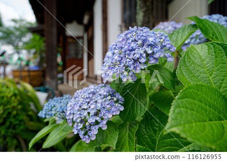 Shrine and blue hydrangea Shrine and blue hydrangea 116126955