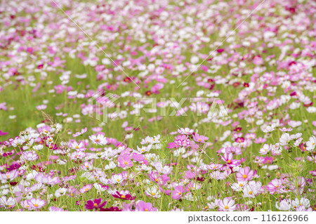 Cosmos field in full bloom 116126966