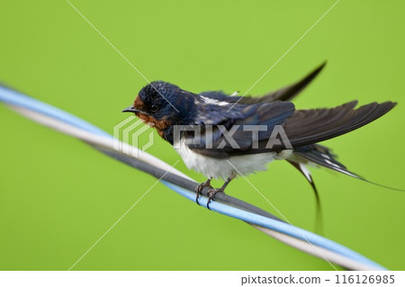 swallow / Japan 116126985
