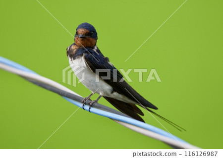 swallow / Japan 116126987