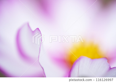 Cosmos has a soft and fluffy image 116126997