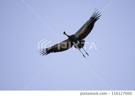 Young Grey Crowned Cranes in Flight Young Grey Crowned Cranes in Flight 116127000