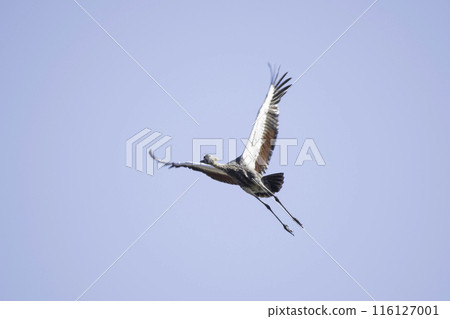 Young Grey Crowned Cranes in Flight 116127001