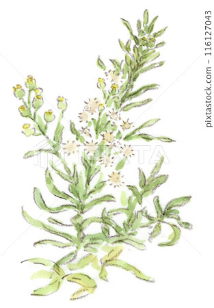 初夏，雨季，夏季植物。水彩插圖，描繪了一朵蓬鬆的花朵，花瓣短，花蕾狀。 116127043