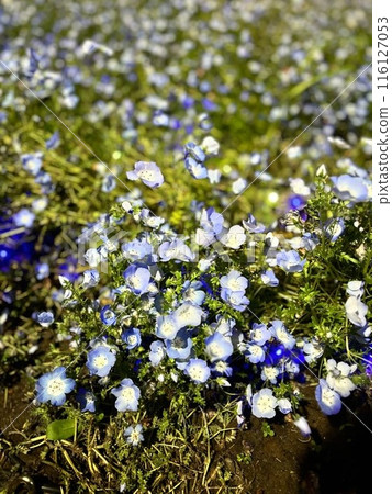 藍色的花 藍色的花 116127053