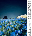 Seaside Park where Nemophila flowers are in full bloom 116127054