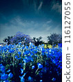 blue flower	 116127055