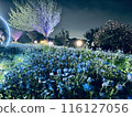 blue flower	 116127056