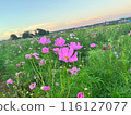 Cosmos illuminated by the sunset 116127077