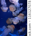 Jellyfish floating in the water tank 116127078