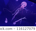 Drifting jellyfish 116127079