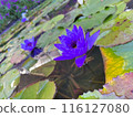 Water lily flower floating on the surface of the water 116127080