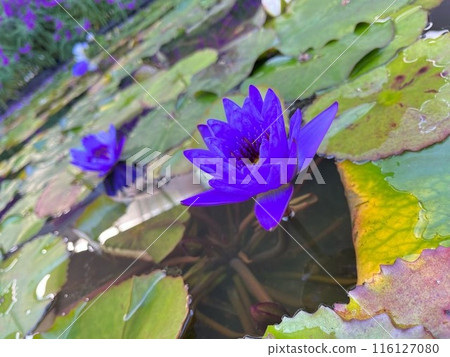 浮在水面上的睡蓮花 浮在水面上的睡蓮花 116127080