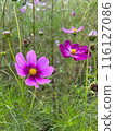 Bee sucking nectar from autumn flower cosmos 116127086