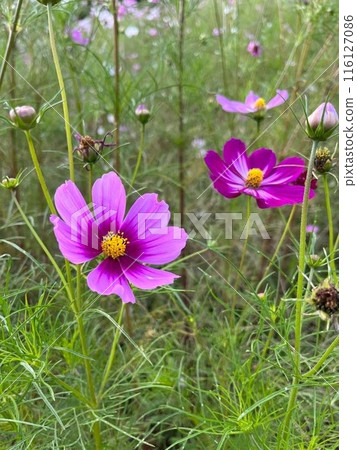 蜜蜂從秋花波斯菊吸取花蜜 蜜蜂從秋花波斯菊吸取花蜜 116127086