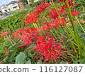 red spider lily 116127087